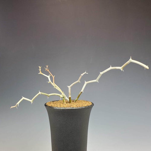 Decarya madagascariensis (Zigzag)