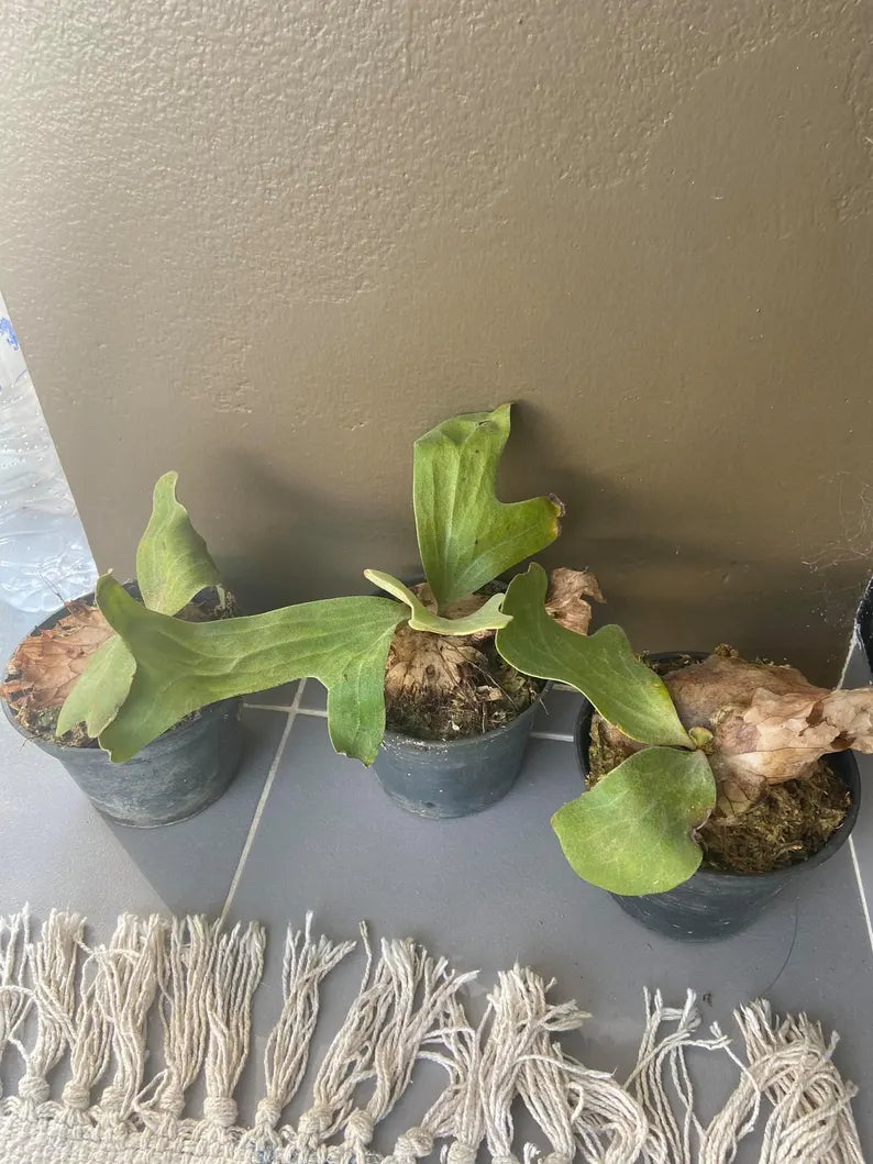 Plat.grande , Plat.walicii,Plat.willinkii bacteria  customs order for Schideyder