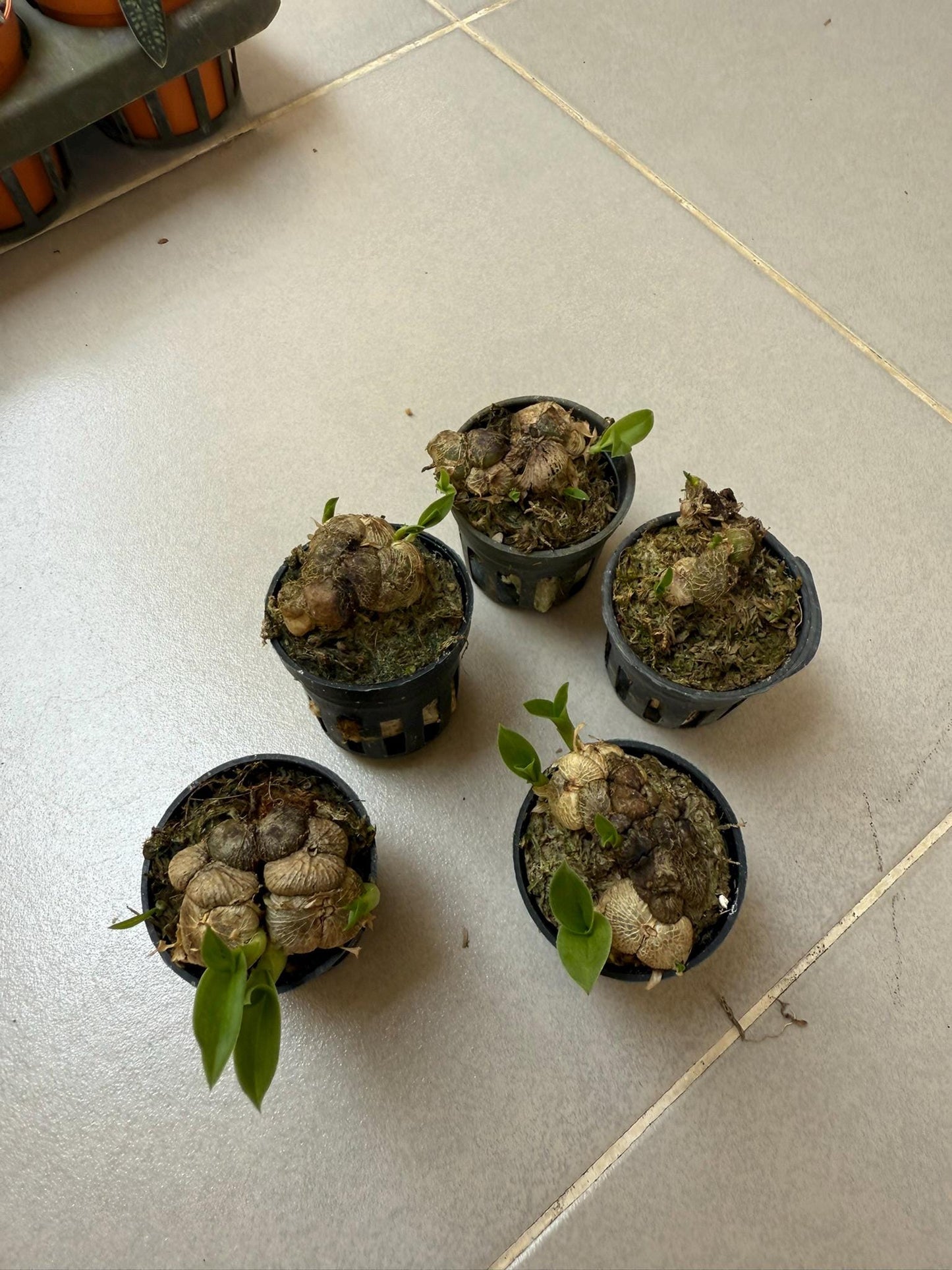 Miniature Porpax thaithongiae Orchid: Rare Thai Terrarium Orchid