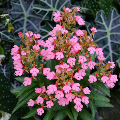 Habenaria rhodocheila (pink) 1 plant ,start plant orchid for home garden