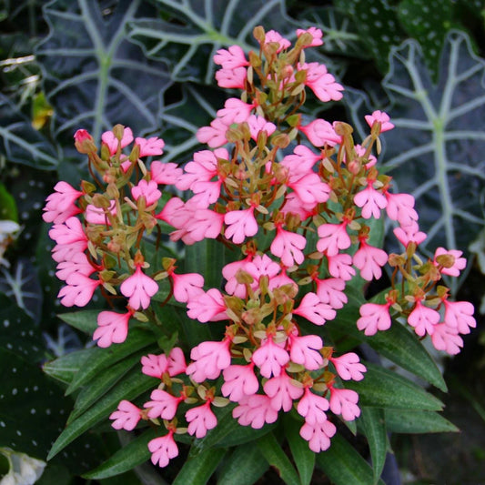 Habenaria rhodocheila (pink) 1 plant ,start plant orchid for home garden