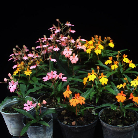 Habenaria rhodocheila 1 plant/tuber store choice ,will select for you by random color
