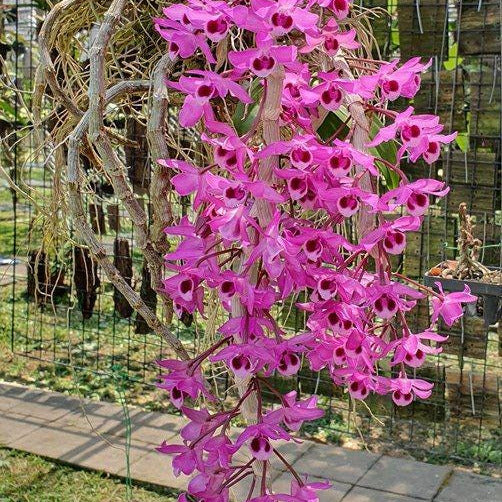 Pink orchid plant in a garden setting with a wire basket in the background