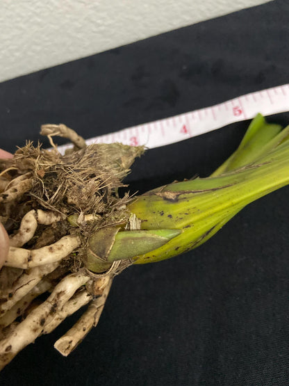 Cymbidium lowianum Orchid Plant for Home & Garden