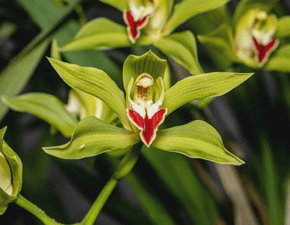 Cymbidium lowianum Orchid Plant for Home & Garden