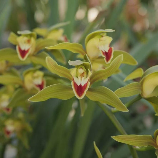 Cymbidium lowianum Orchid Plant for Home & Garden