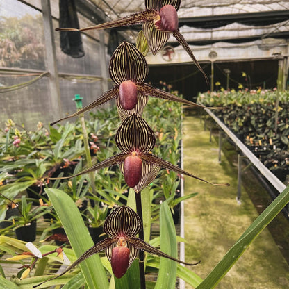 Orchid Paph rothschildianum 1 plant orchid collection for home garden collector