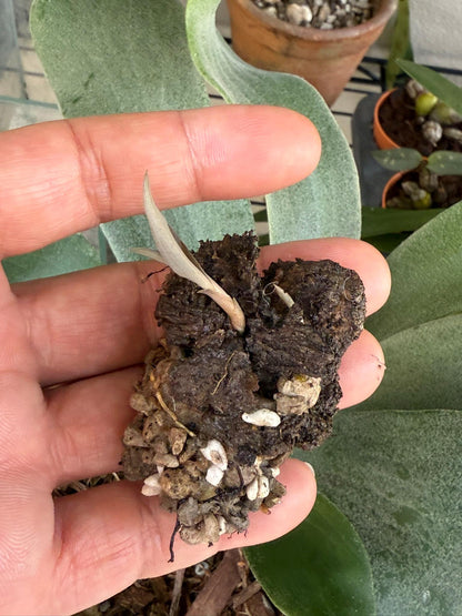 Habenaria rhodocheila 1 plant/tuber store choice ,will select for you by random color