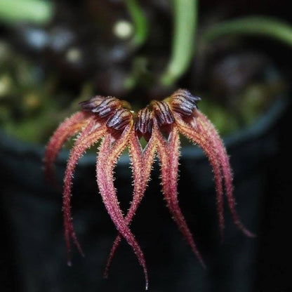 Bulbophyllum sphaericum Orchid - Bloom Size Plant