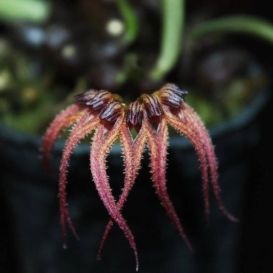 Bulbophyllum sphaericum Orchid - Bloom Size Plant