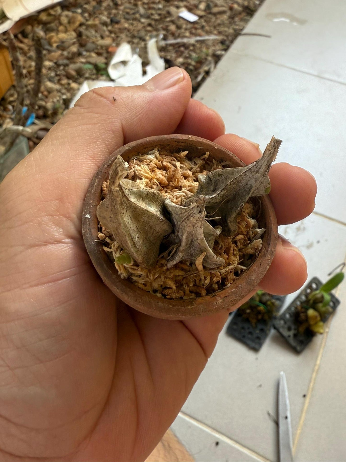 Orchid Ipsea thailandica 1 plant ground orchid for home and garden collection