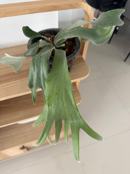 Platycerium Willinckii Celso tatsuta  Plant Staghorn Fern collection 1 plant