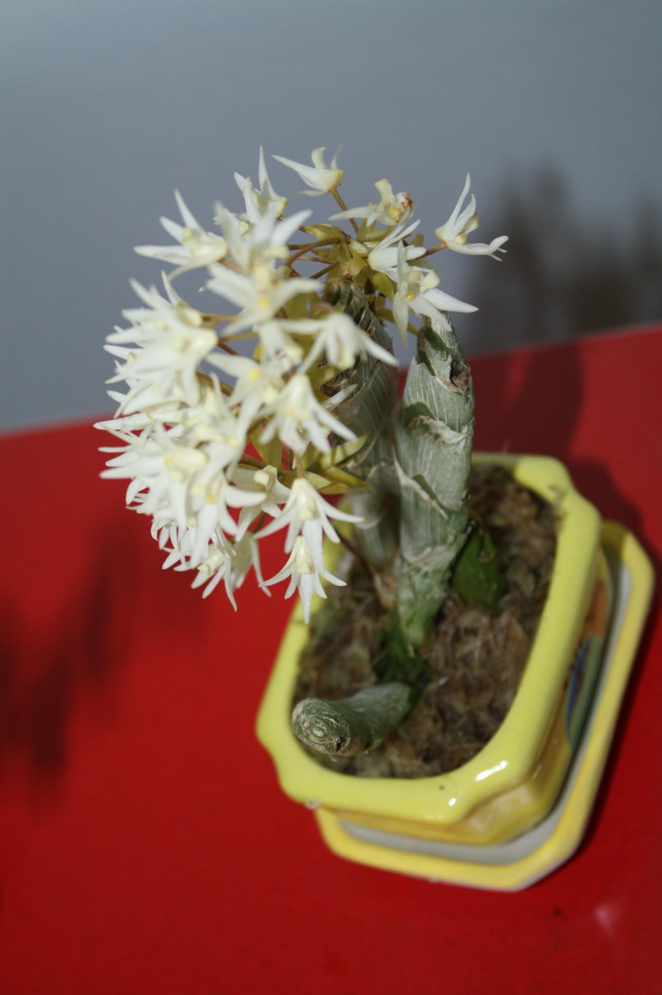 orchid Eria obesa 1 plant orchid home garden collection