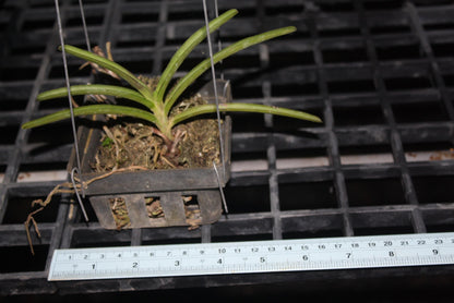 Orchid Aerides krabiense 1 plant orchid collection