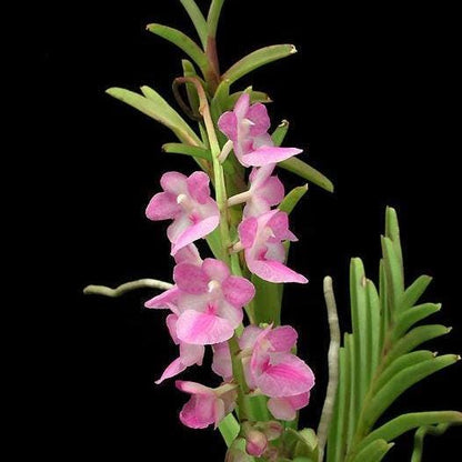 Orchid Aerides krabiense 1 plant orchid collection