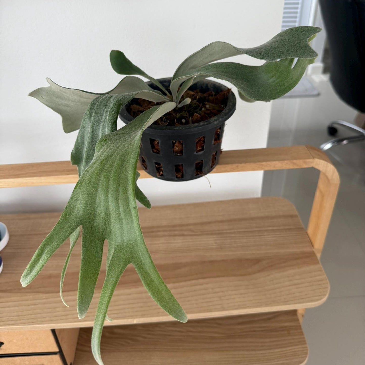 Platycerium Willinckii Celso tatsuta  Plant Staghorn Fern collection 1 plant