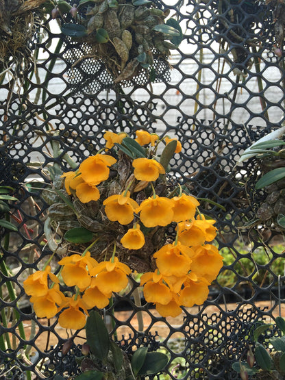 Orchid Dendrobium jenkinsii 1 plant bloom size  orchid collection