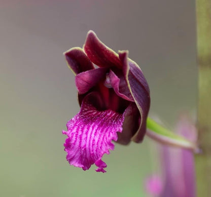 Eulophia Spectabilis Orchid Bulbs: Purple Terrestrial Orchid