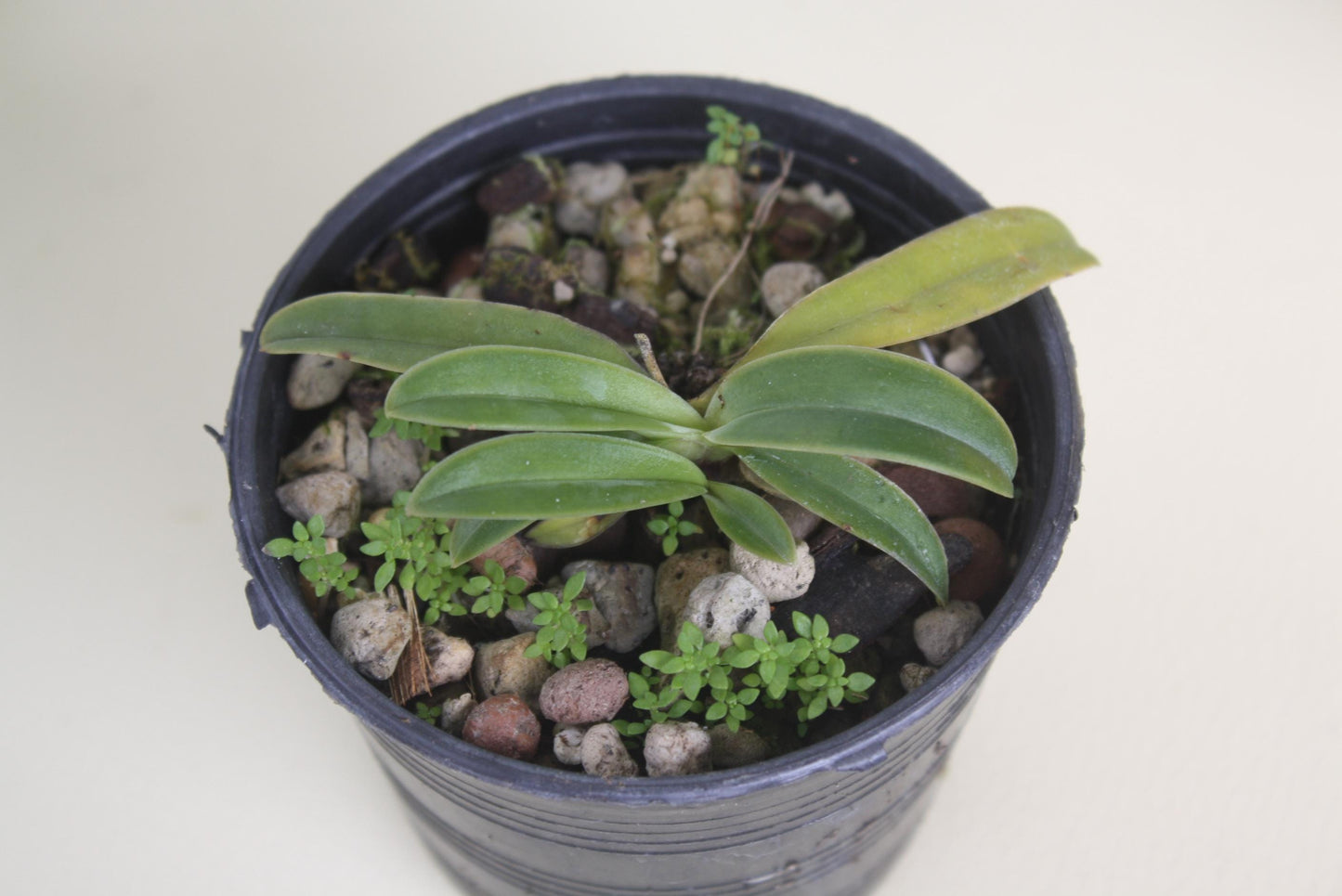 Orchid Paph.helenae/Paph.canhii/Paph.rungsuriyanum plant orchid collection for home garden decoration
