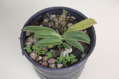 Orchid Paph.helenae/Paph.canhii/Paph.rungsuriyanum plant orchid collection for home garden decoration