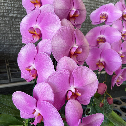 Orchid flower Phalaenopsis pink  hybrids instant digital photo