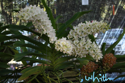 Rhynchostylis gigantea Orchid Plant: Foxtail Orchid, Aerides