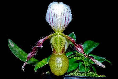 Orchid Paph.helenae/Paph.canhii/Paph.rungsuriyanum plant orchid collection for home garden decoration