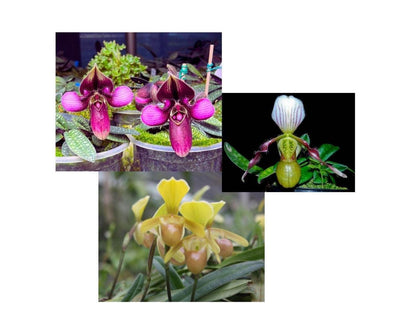 Orchid Paph.helenae/Paph.canhii/Paph.rungsuriyanum plant orchid collection for home garden decoration