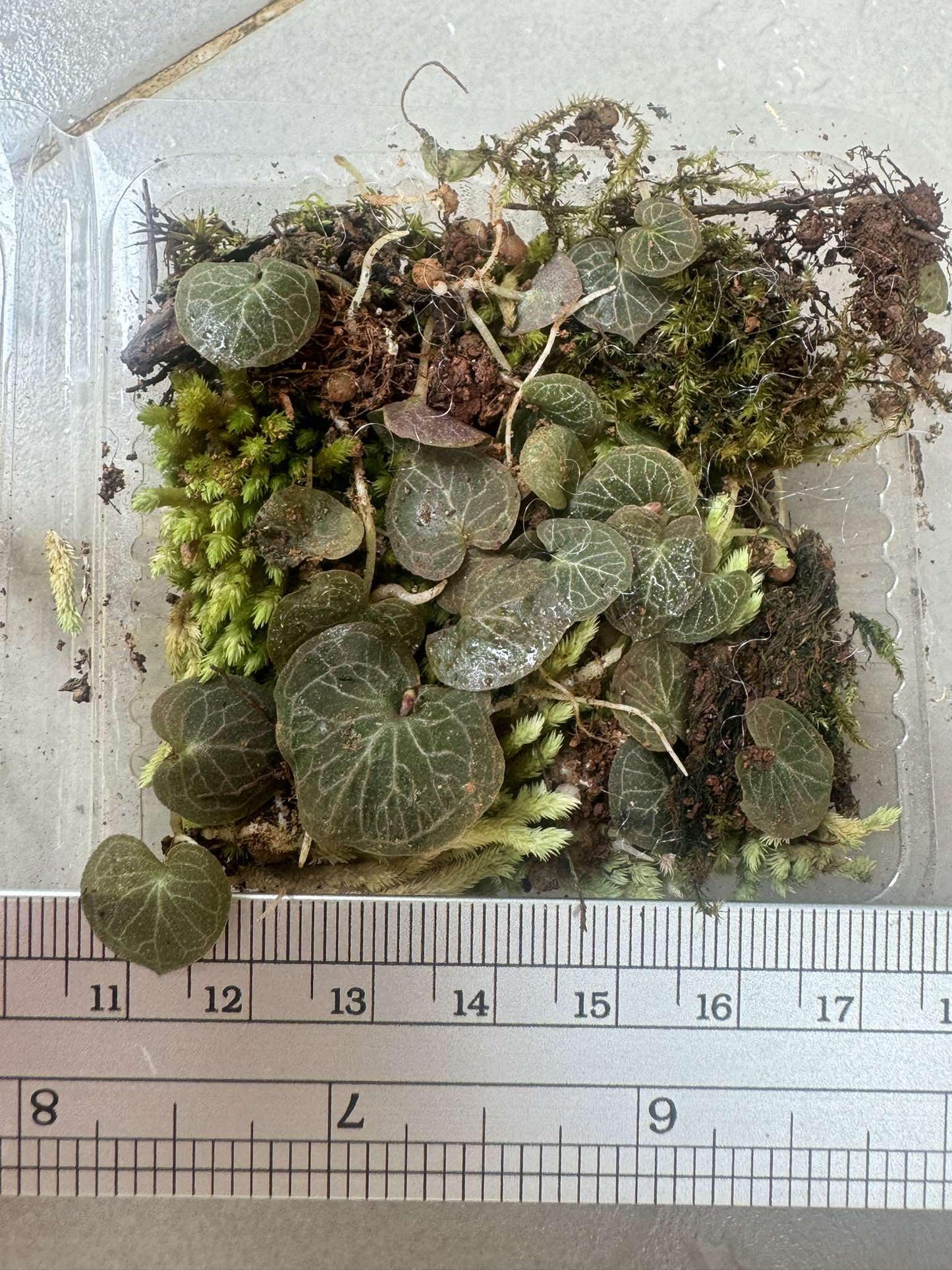 Helmet Orchid Corybas ecarinatus - Home Garden Collection - 2 Plants/Tubers