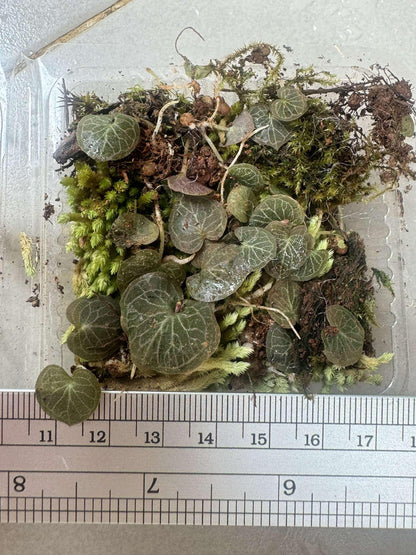 Helmet Orchid Corybas ecarinatus - Home Garden Collection - 2 Plants/Tubers
