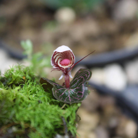 Helmet Orchid Corybas ecarinatus - Home Garden Collection - 2 Plants/Tubers