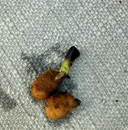 Sirindhornia monophylla (Jewel,Habenaria orchid) 1 tuber Terrestial orchid