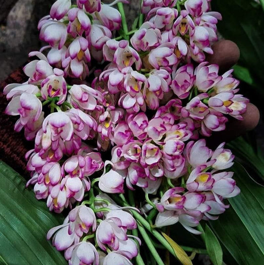 Orchid Geodorum densiflorum pink  2 Bulb  tuber/bloom size  orchid collection