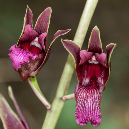 Eulophia Spectabilis Orchid Bulbs: Purple Terrestrial Orchid