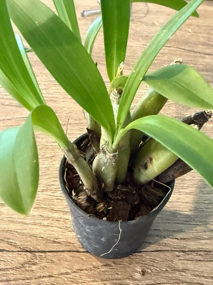 Eria flavescens Orchid Plant - Bloom Size - Home & Garden Decor
