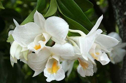 Dendrobium formosum Orchid Plant: Fragrant Orchid