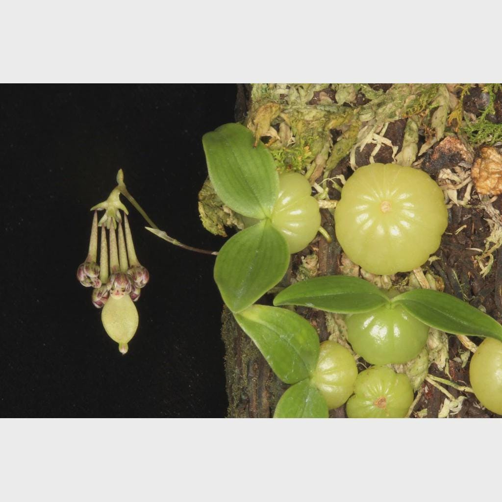 Orchid Bulbophyllum physometrum 1 plant orchid collection home garden decore