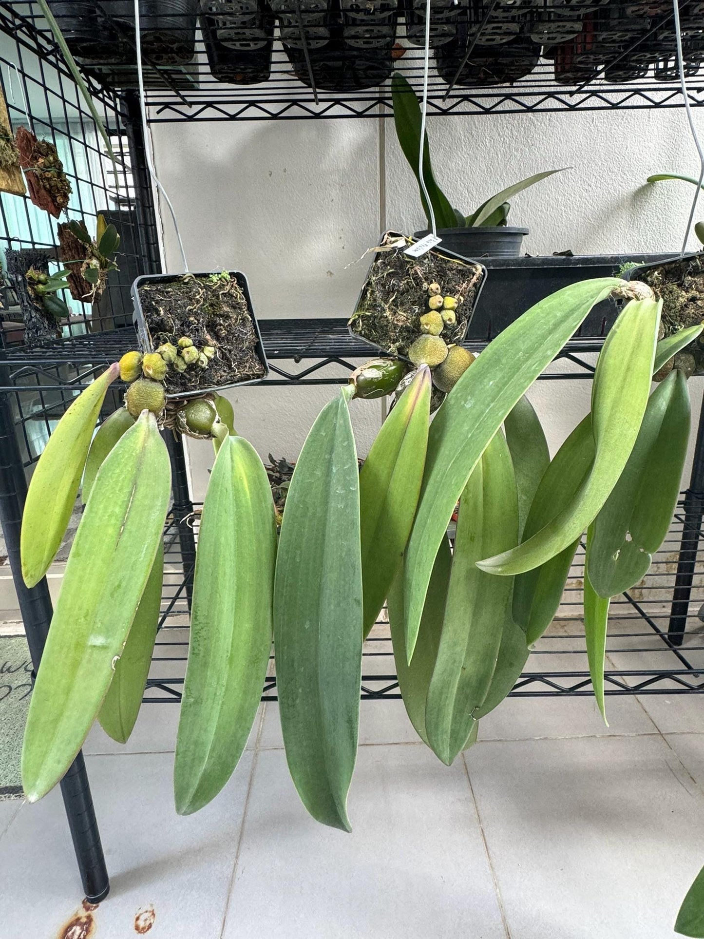 Bulbophyllum phalaenopsis (Papua New Guinea) 1 Plant bloom size , orchid for home & Garden collection