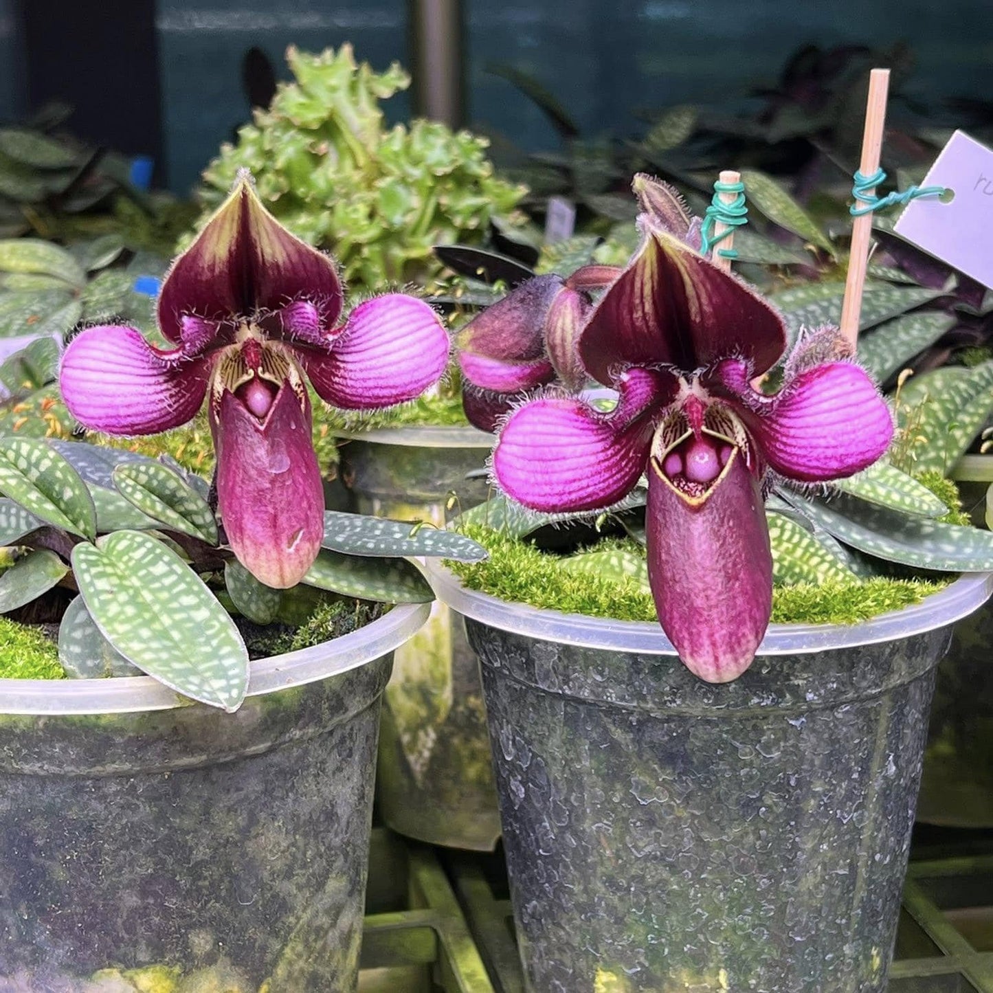 Orchid Paph.helenae/Paph.canhii/Paph.rungsuriyanum plant orchid collection for home garden decoration