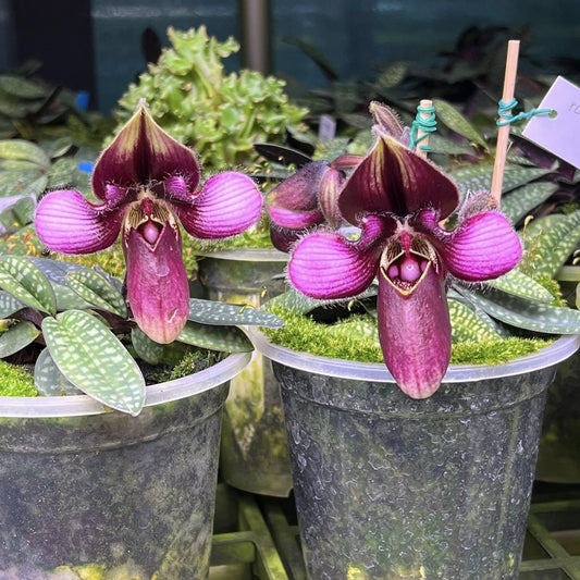 Orchid Paph.helenae/Paph.canhii/Paph.rungsuriyanum plant orchid collection for home garden decoration