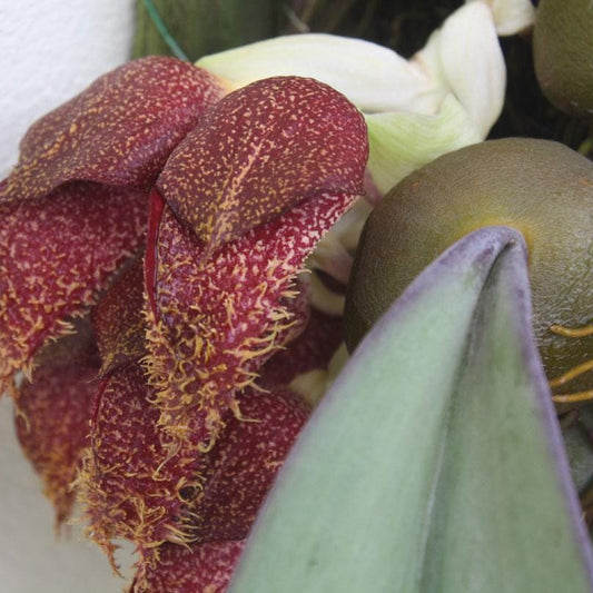 Bulbophyllum phalaenopsis (Papua New Guinea) 1 Plant bloom size , orchid for home & Garden collection