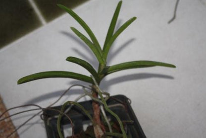 Aerides krabiense 1 plant Pink Vanda/Rhyncostylis orchid Orchidaceae Epiphytic orchid Collection