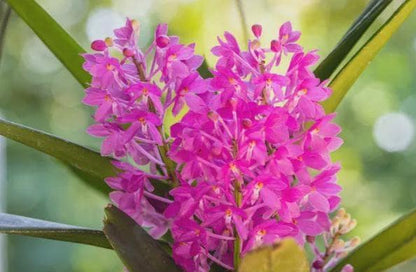 Ascocentrum ampullaceum 1 plant Pink Vanda Orchidaceae Epiphytic orchid Mini Orchid Collection