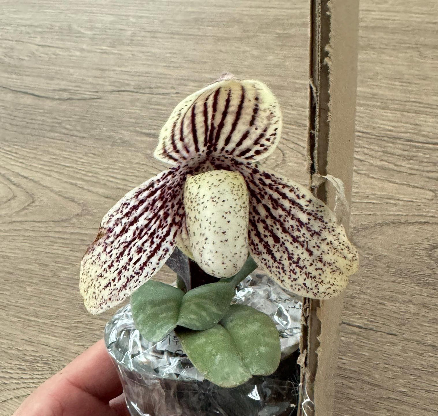 Paphiopedilum myanmaricum 1 plant orchid collection for home garden decoration