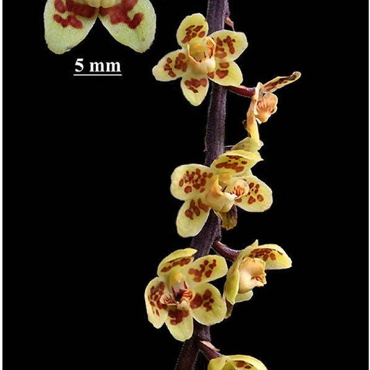 Chiloschista gelephuensis 1 Plant rare orchid species leafless /Asian ghost orchid
