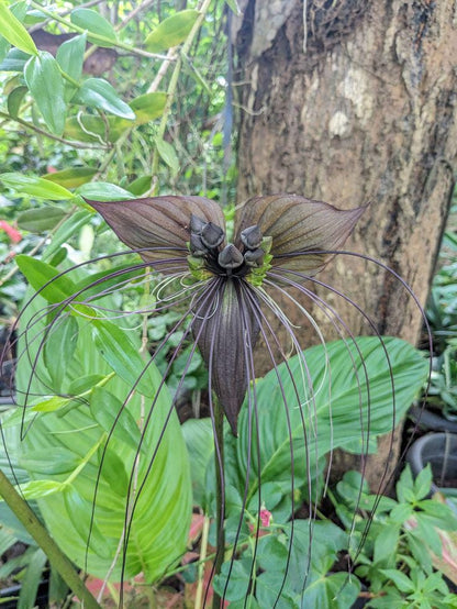 Black Bat Flower Rhizome Division: Tacca Chantrieri, Devil Flower