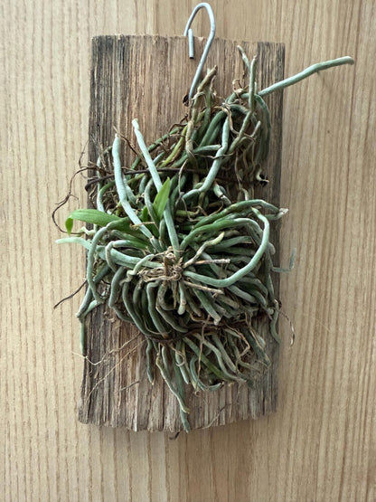 Chiloschista gelephuensis 1 Plant rare orchid species leafless /Asian ghost orchid