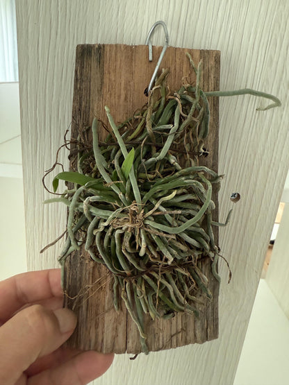 Chiloschista gelephuensis 1 Plant rare orchid species leafless /Asian ghost orchid