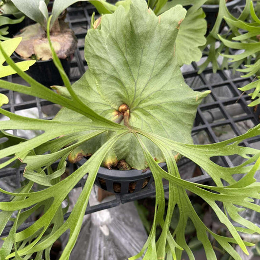 Platycerium Mt.kitshakood (P. ridleyi x P. coronarium) 1 Plant Staghorn Fern collection 1 plant P.Mt Kitshakood or P.Mount Kitshakood ビカクシダ