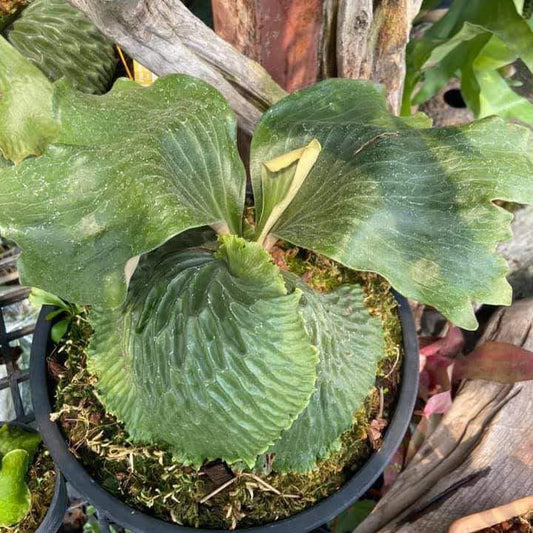 Platycerium madagascariense (プラティセリウム マダガスカリエンセ) 1 Plant Rare Staghorn Fern collection 1 plant